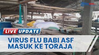 Darurat Ribuan Ternak Babi di Toraja Mati Diduga Terjangkit Virus Flu Babi Afrika