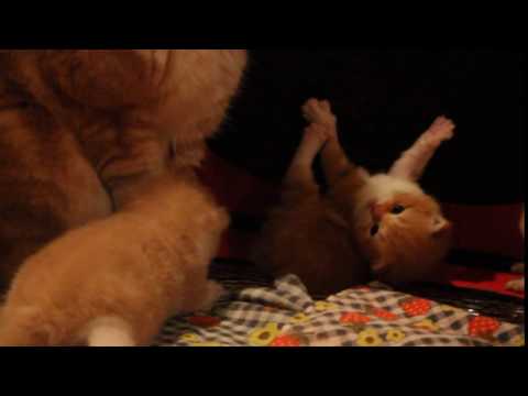 Sharmila Hit-of-the-Season and his babies