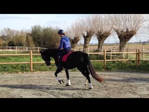 fürstine (fürstenball x sandro hit)