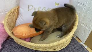 柴犬の動画01