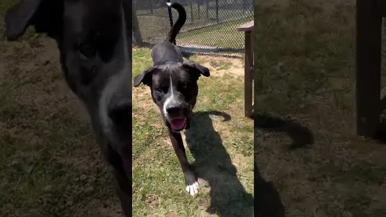 Enlarge Lesnar, a Adoptable Mixed Breed in Chattanooga, TN video 6/6