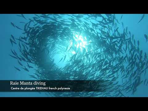 TIKEHAU,  paradis incontournable de la plongée dans les Tuamotu, Polynésie .