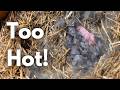 This Heat Wave Almost Cost Me An Entire Litter How Heat Stress Affects Rabbit Litters