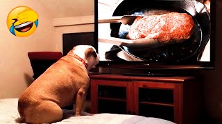 Funniest Animals 2022 🐴 - Cute Dogs 🐶 And Cats 😺 Videos