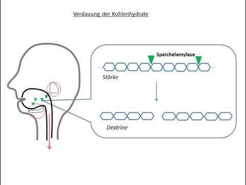 Verdauung der Kohlenhydrate