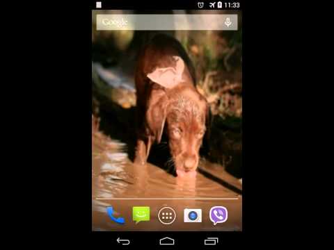 Cute Puppy Video LWP