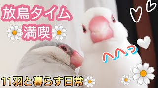 [Finch] Finch enjoying walks, bathing, and friendly time☆