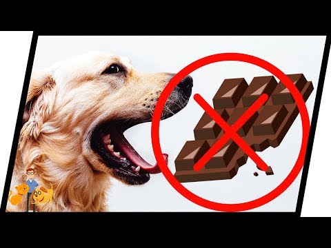 How Poisonous is Chocolate to Dogs and Cats?