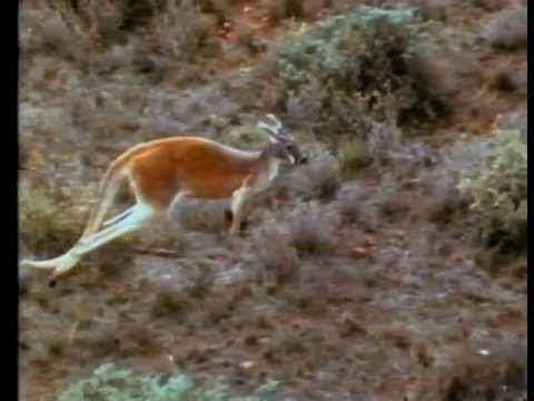 Other Nations - excerpt from Earthlings