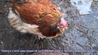Chicken Update Video #43:  Coop turns muddy after thaw