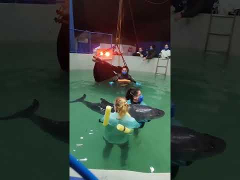 Golfinho resgatado em praia do sul de SC é escoltado até Florianópolis para reabilitação