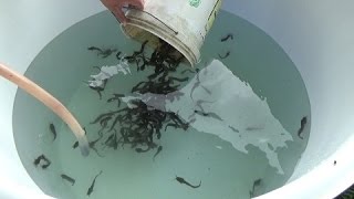 Starting a catfish (Clarias batrachus) farm @ home, 200 fish in a 500 liter tank with 2 week update