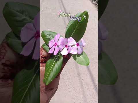 #minivlog#shorts🌼🤗