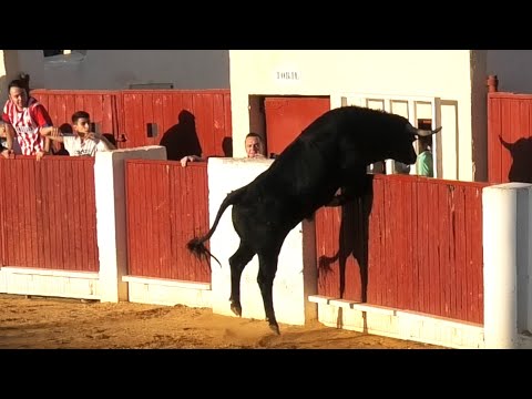 Olmedo 2023 Encierro con Toros Bravos de Cebada Gago