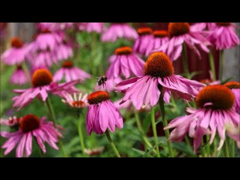 How to Grow Echinacea from Seed