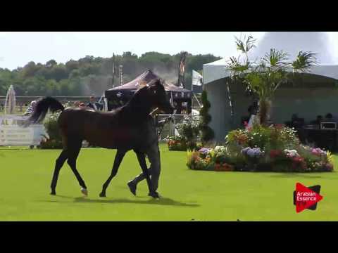 N.46 MANSOUR AM - Chantilly 2017 World Cup - 2 Years Old Colts (Class 7)