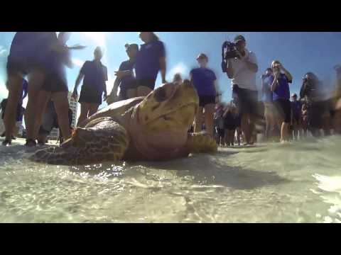 Release of Ozzy the Loggerhead Sea Turtle