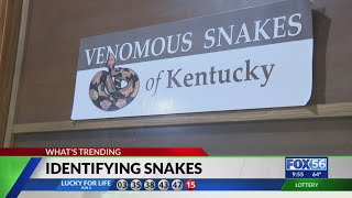 Kentucky snakes: Which to avoid, how to identify them