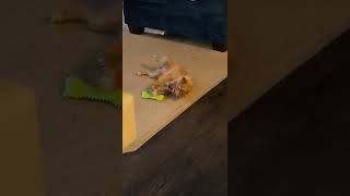 Norfolk Terrier Puppies Videos