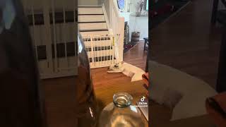 新しい1人遊びを覚えたいっぬ　#tiktok