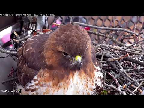 Cornell Hawks Cam Zooms In On Big Red Before Chipmunk Delivery – March 9, 2022