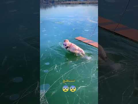 تعيش ساحرة تحت الماء! 🧙‍♀️🌊