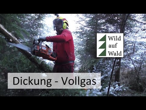 🌲Fichten - Schlacht: Vollgas mit Husqvarna 550 XPG #wildaufwald
