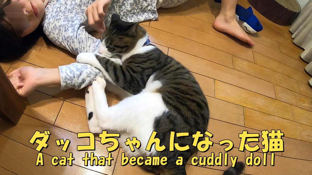 娘の腕を噛んで離さない猫　娘と一緒に仲の良い2人　暴れ猫/保護猫ハナ♂