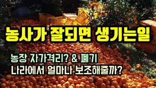 농사가 잘되면 생기는일, 반복되는 감귤 산지 폐기 보조금은 얼마나 줄까? 생각보다 버리는게 많네 ㅠㅠ 제주귀…
