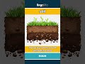soil (noun) - definition and usage in English