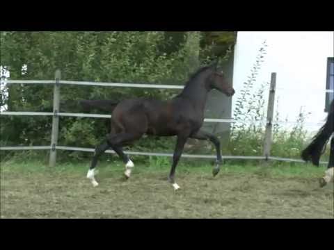 Dibadu - HF v. Don Diamond - Sandro Hit - Donnerhall *2016