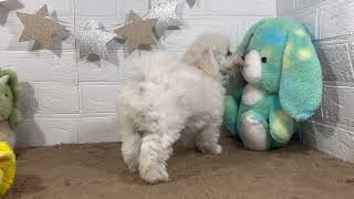 ハーフ犬の動画01