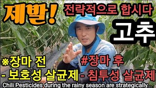 (당부말씀)장마 전ㆍ후 탄저병 역병 전략적으로 농약칩시다! Chili Pesticides during the…