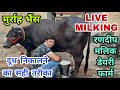 Live Milking Best Way To Extract Buffalo Milk By Famous Buffaloes Merchant Randeep Malik