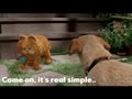 Garfield The Movie 2024 Teaser Trailer Concept Columbia Pictures Sony Pictures Animation Movie