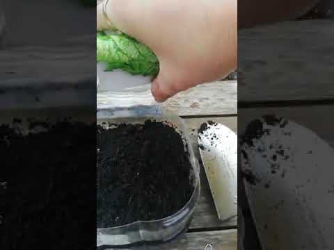 Sjetva blitve i salate za presadnice/flance