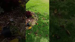 Veja se fiz certinho #shorts