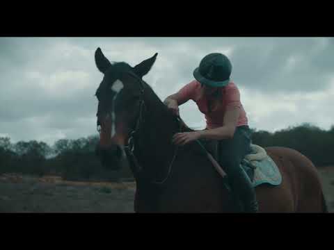 Animal Chiropractic-Dr. Bek