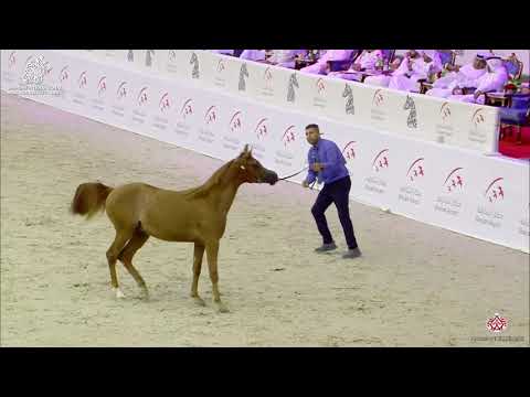 N 152 AJ SABI   Sharjah Arabian Horse Festival 2020   Yearling Colts Class 7B