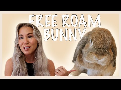 YouTube video about: How to free roam a rabbit?