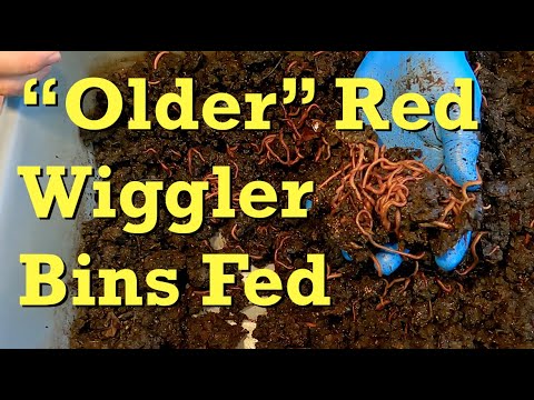 Excluding plastic coverings in red wiggler bins where moisture is high - worm farm vermicomposting