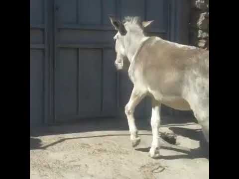 Suggested Video 11