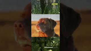 As armadilhas de MGS Delta são complicadas... #metalgearsoliddelta #funnygameplay #shorts #memes