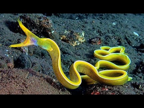 10 Most Beautiful Deep Sea Creatures You Must See to Believe