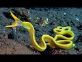 10 Most Beautiful Deep Sea Creatures You Must See To Believe