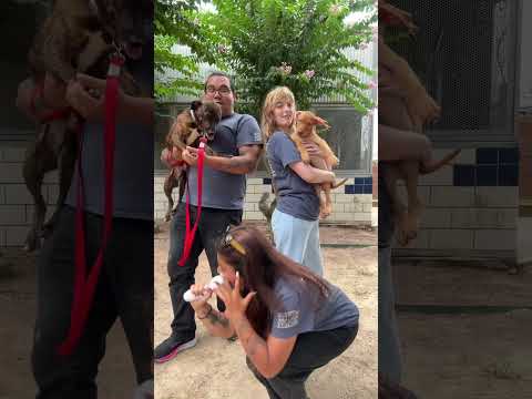 Shelter Pups x Kesha