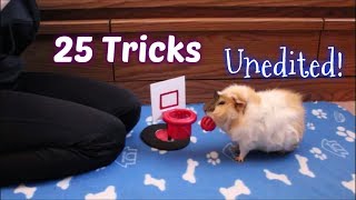 25 Guinea Pig Tricks All At Once
