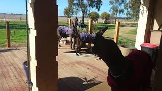 3 howling Great Danes.