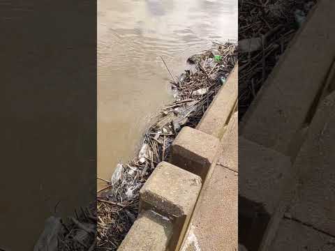 Rio Marombas bufando Brunopolis SC