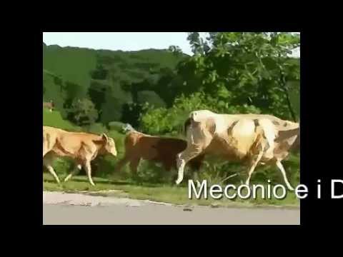 video frame placeholder